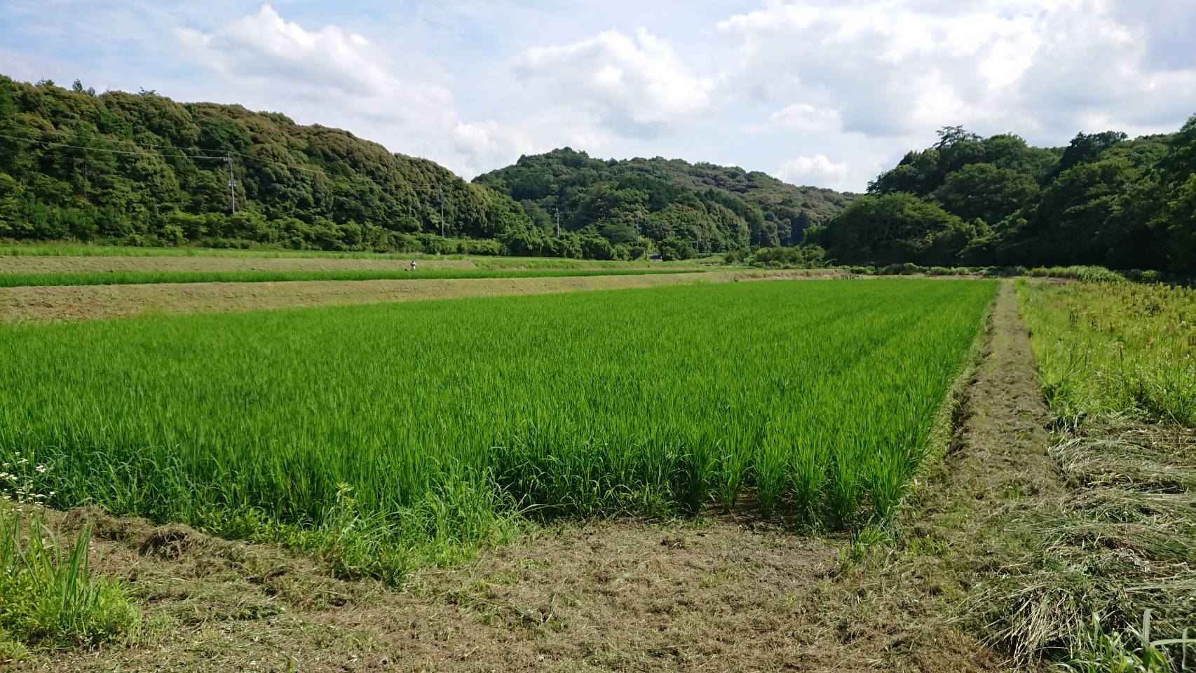 田んぼの畔草刈り