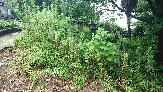 墓地の草刈りと掃除高圧洗浄機による墓石清掃